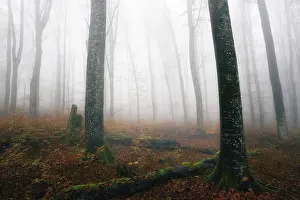 Beech forest (Fagus sylvatica) in autumn in the fog