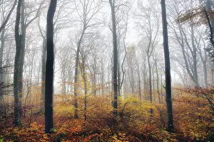 Beech forest (Fagus sylvatica) in autumn in the fog