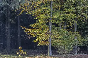 Beech forest (Fagus sylvatica) in autumn foliage