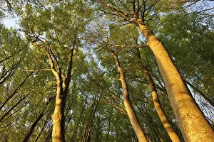 Beech forest (Fagus sylvatica) in the early morning light