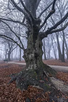 Beech forest (Fagus sylvatica) in the fog