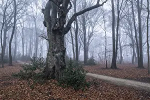 Beech forest (Fagus sylvatica) in the fog