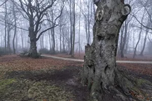 Beech forest (Fagus sylvatica) in the fog