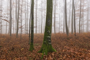 Beech forest (Fagus sylvatica) in late autumn near fog