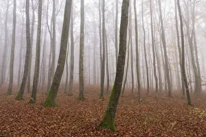 Category Forests Prints: Beech forest (Fagus sylvatica) in late autumn near fog