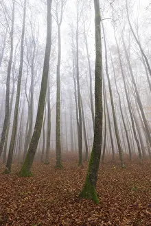 Beech forest (Fagus sylvatica) in late autumn near fog