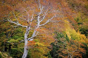 Beech forest, Fagus sylvatica, Molieres valley