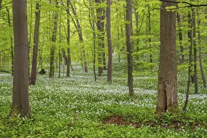 Beech forest with flowering Ramsons (Allium ursinum)