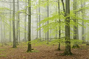 Beech forest with fog in early spring