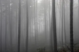 Beech forest and fog Lower Austria