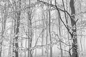 Beech forest in the fog, Ore Mountains