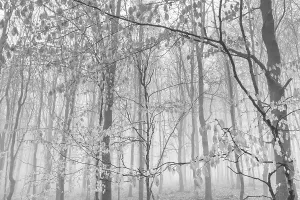 Beech forest in the fog, Ore Mountains