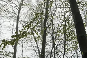 Beech forest in the fog, Ore Mountains