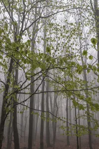 Beech forest in the fog, Ore Mountains