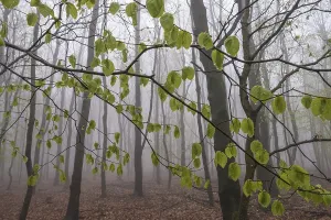 Beech forest in the fog, Ore Mountains