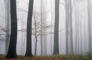 Beech forest in fog, Rendsburg Eckernfoerde district