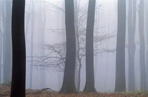 Beech forest in fog, Rendsburg Eckernforde district