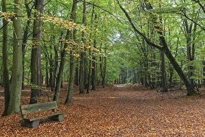 Beech forest, forest trail in autumn