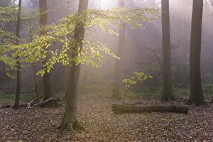 Beech forest, Fuchteler Wald
