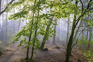 Beech forest, Fuchteler Wald