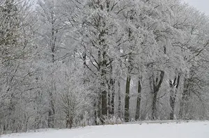 Beech forest with hoarfrost