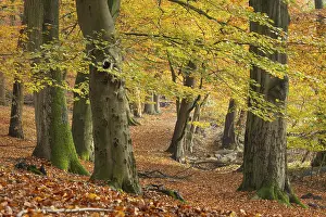 Category Forests Prints: Beech forest on the Hohe Ufer on the Hunte near Doetlingen
