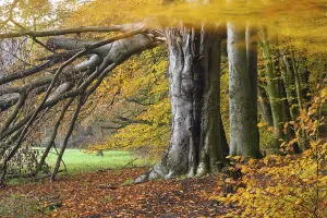 Beech forest on the Hohe Ufer on the Hunte near Doetlingen