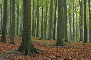 Beech forest im fog, beech forest in fog 01