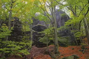 Beech forest im fog, beech forest in fog 04