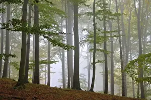 Beech forest im fog, beech forest in fog 11