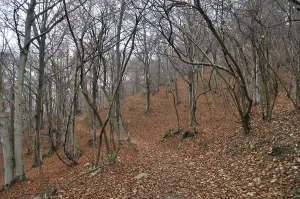 Beech forest, italy
