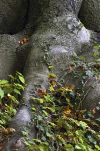 Beech forest in Knoops Park, Bremen Lesum, Germany