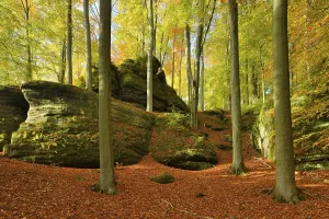 Beech forest with large rocks in autumn