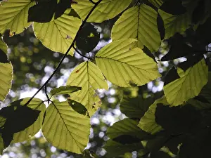 Beech forest, leaf, leaves, beech leaf