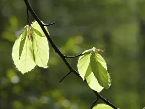 Beech forest, leaf, leaves, beech leaves