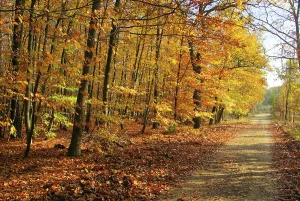 Beech forest mit Weg, beech forest with trail