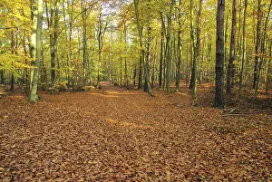 Beech forest mit Weg, beech forest with trail