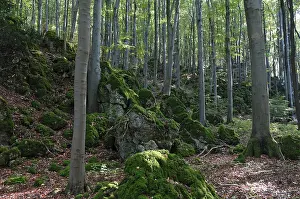 Beech forest with moss-covered rocks