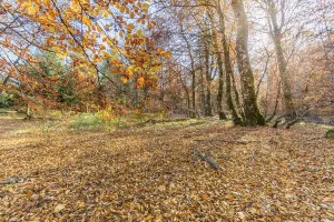 Beech forest in the mountain in autumn