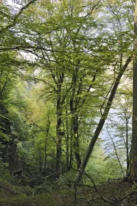 Beech forest near Burg Montclair