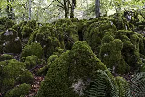 Beech forest near Lizarrusti, Alleko Tour
