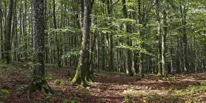 Beech forest near Lizarrusti, Alleko Tour