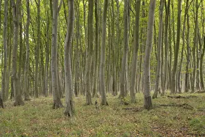 Beech forest, numerous dense tree trunks