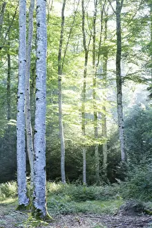 Beech forest, Parc Naturel Regional du Livradois Forez