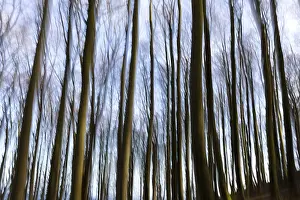 Beech forest photographed with intentional camera movement
