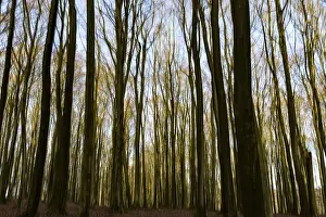 Beech forest photographed with intentional camera movement