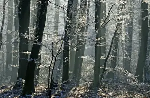 Beech forest with rime Fragus sylvatica