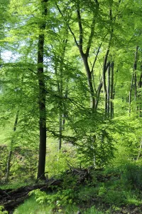 Beech forest in spring, Arenberg Castle