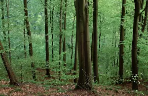 Beech forest in spring, Common beech (Fagus sylvatica)