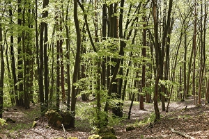 Beech forest in spring, Franconian Switzerland